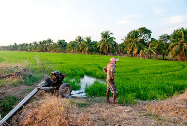 El campo de arroz con el agricultor — Foto de Stock
