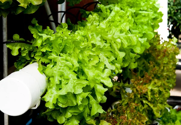 The Organic hydroponic vegetable garden — Stock Photo, Image