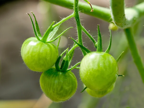 The Closeup of young tomatos — Zdjęcie stockowe