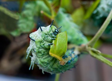 The Caterpillar eating leaves of a tree clipart