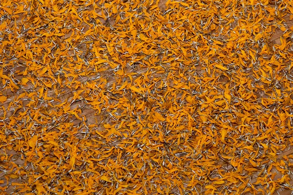 Η γύρη του marigold λουλούδι στο δίσκο μπαμπού — Φωτογραφία Αρχείου