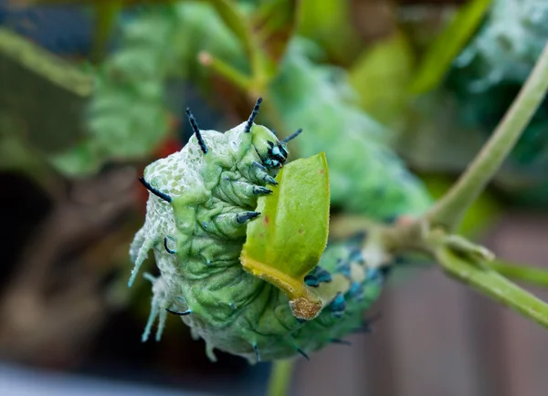Gąsienica jedzenie liść z drzewa — Zdjęcie stockowe