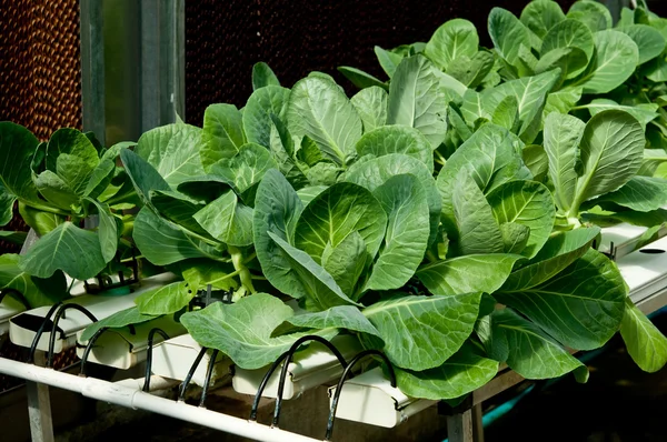 有機性 hydroponic 庭でケール野菜の — ストック写真