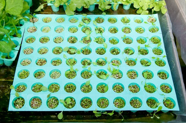 A verdura de Mudas na bandeja plástica — Fotografia de Stock