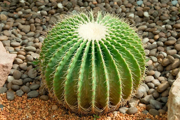 Kaktus złotą piłkę (Echinocactus grusonii) — Zdjęcie stockowe