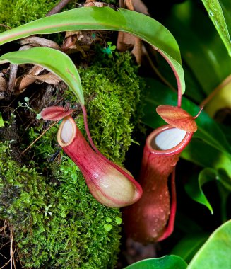 Tropikal atıcı bitki (nepenthes)