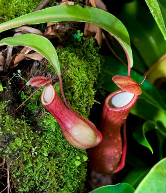 The Tropical pitcher plant (nepenthes) clipart