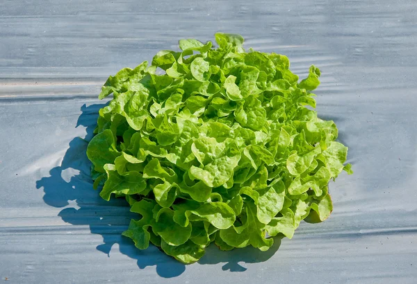 The Young green vegetable on green house — Stock Photo, Image