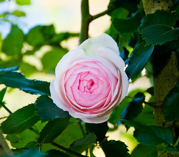 Den rosa Rosen — Stockfoto