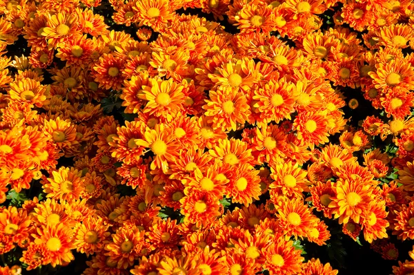 Die schönen gelben Gänseblümchenblümchen im Topf — Stockfoto
