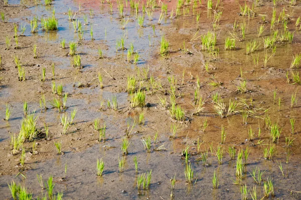 Çeltik pirinç alan — Stok fotoğraf