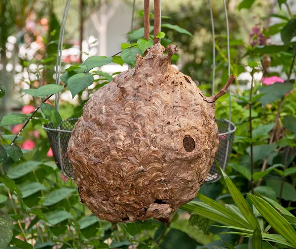 The Empty abandoned hornet's nest — Stock Photo, Image