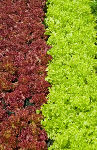 De groene en rode eiken op groen huis — Stockfoto