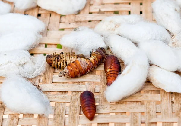 The Silk worm — Stock Photo, Image