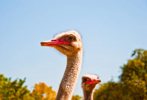 La cabeza de avestruz —  Fotos de Stock