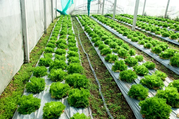 El roble verde sobre invernadero — Foto de Stock