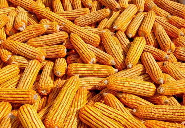 stock image The Dried corn