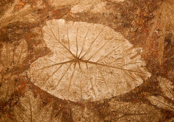 The Imprint of leaf on cement floor — Stock Photo, Image