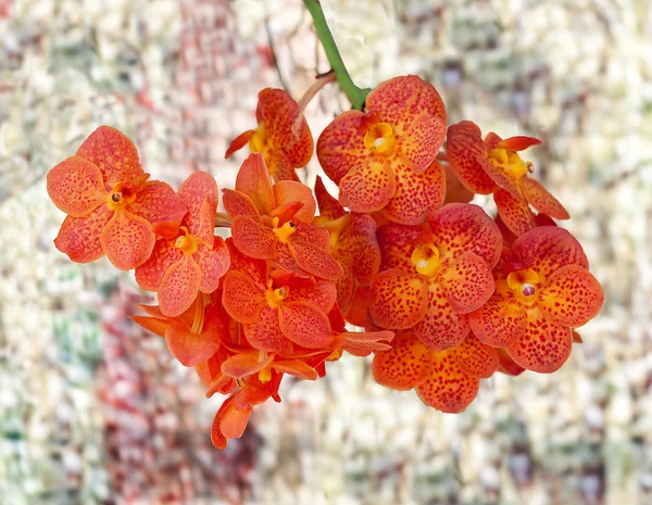 L'orchidea di Vanda — Foto Stock
