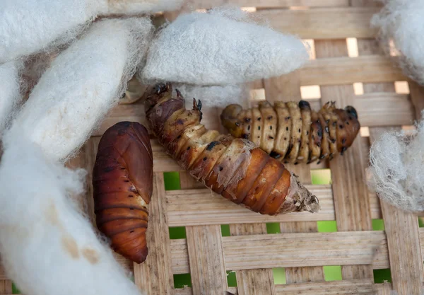 The Silk worm — Stock Photo, Image