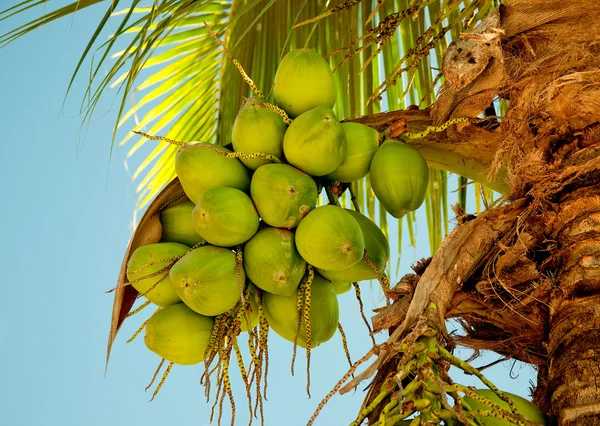 Зелений кокос на дереві — стокове фото