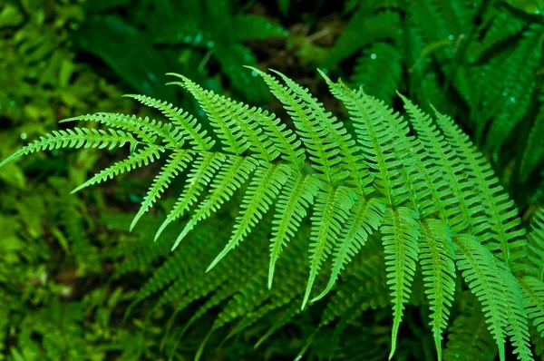 The Green fern leaf — Stock Photo, Image