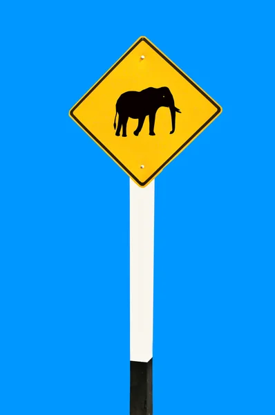 El puesto de guía del elefante aislado sobre fondo azul —  Fotos de Stock