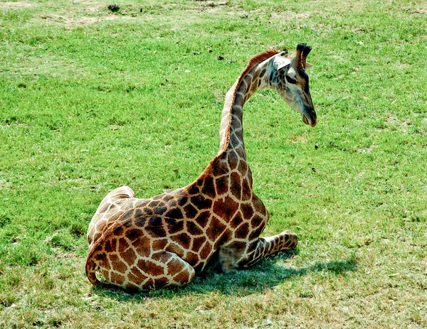 La jirafa sentada en el suelo de hierba verde — Foto de Stock