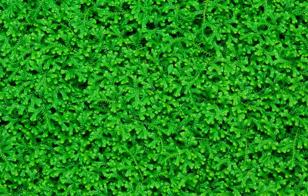 De groene mos textuur achtergrond — Stockfoto