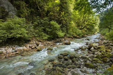 Mountain river. Abkhazia. clipart