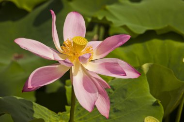 Lotus çiçekli