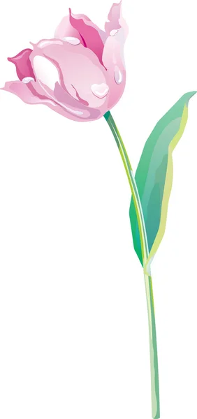 Vecteur tulipe — Image vectorielle