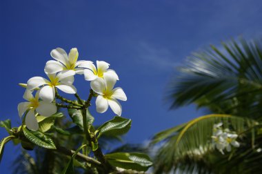 Frangipani çiçekler