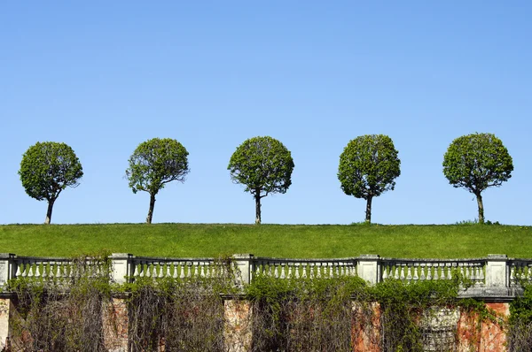 simetrik ağaçların eski çitin üzerinden