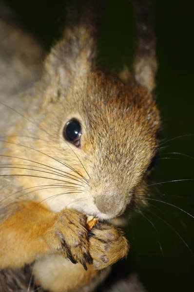 pençeleri fıstıklı sincap