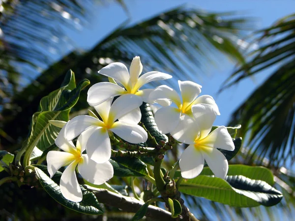 Frangipani eller plumeria blommor — Stockfoto