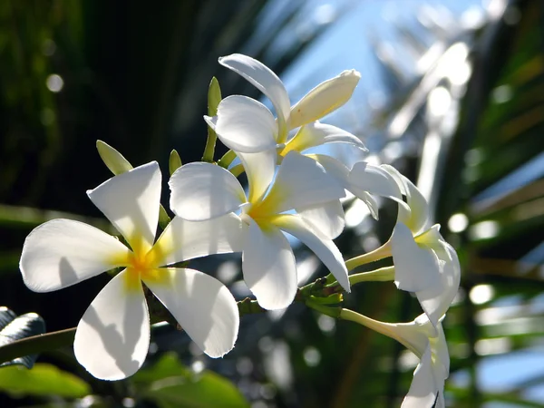 Pobočka tropických květin — Stock fotografie