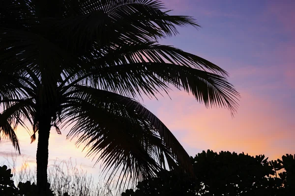 Palma al tramonto — Foto Stock