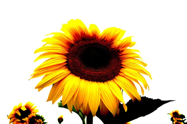 Ayçiçeği isoleted