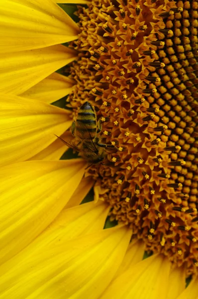 Sonnenblumen-Nahaufnahme lizenzfreie Stockfotos