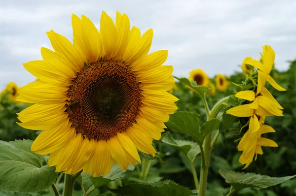 Ayçiçeği tarlası