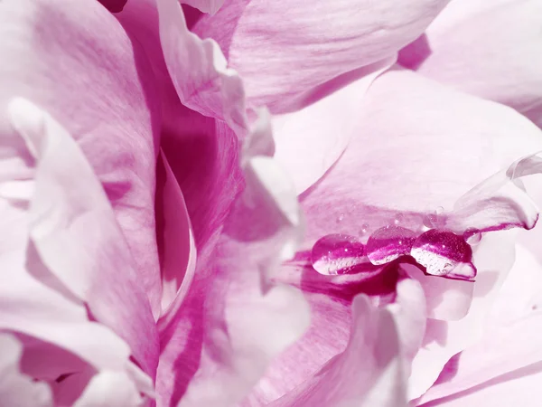 damla pembe Şakayık