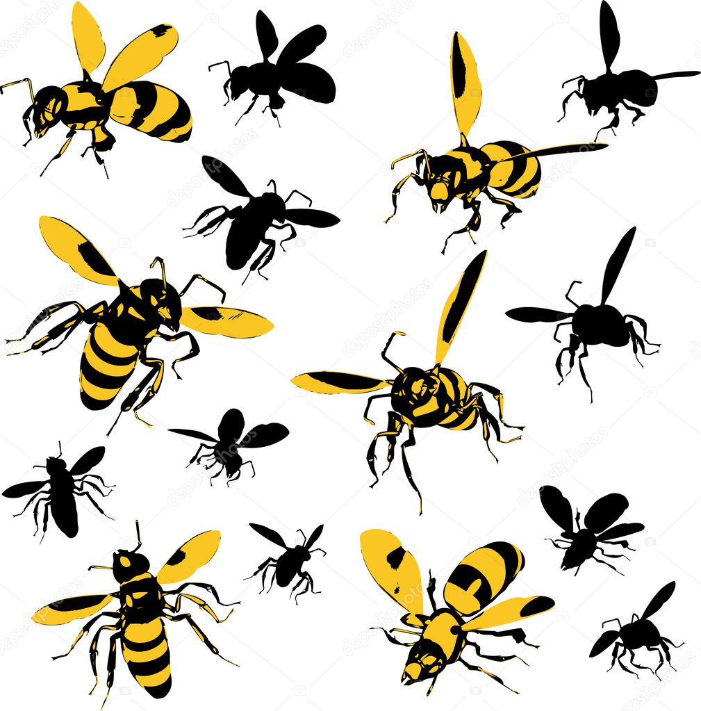 A set of wasp illustrations