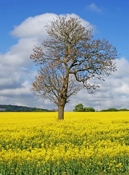 stock image Rapeseed Field, Signs Of Early Summer