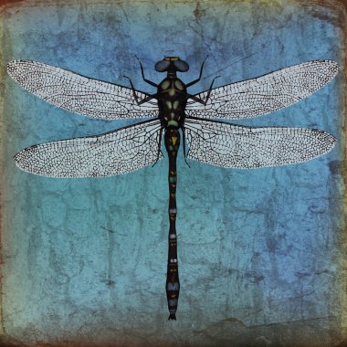 Dragonfly grunge background clipart