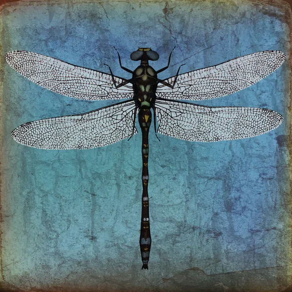 Dragonfly fond grunge — Photo