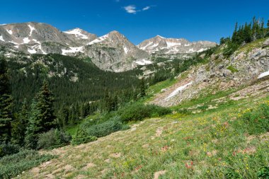 Colorado dağ kır çiçeği peyzaj