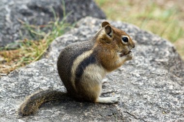 Chipmunk Eating A Nut clipart