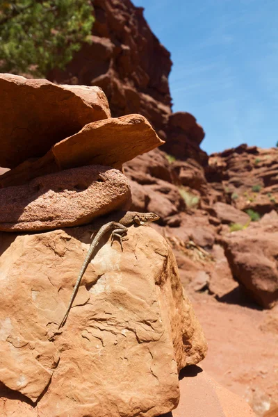 Lizard Sleeps in the Desert Sun — Stock Photo, Image