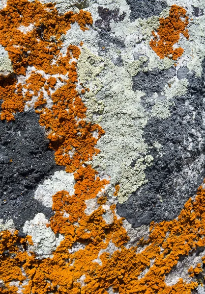 Textura de roca cubierta de liquen — Foto de Stock